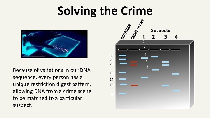 35 25 20 Because of variations in our DNA sequence, every person has a