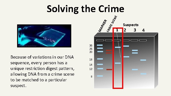 35 25 20 Because of variations in our DNA sequence, every person has a