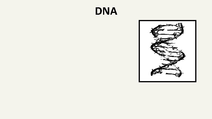 DNA 