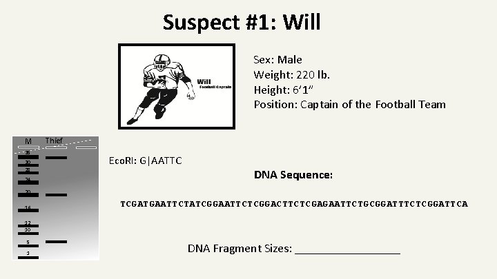Suspect #1: Will Sex: Male Weight: 220 lb. Height: 6’ 1” Position: Captain of