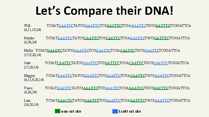 Let’s Compare their DNA! Will: (6, 11, 19, 24) TCGATGAATTCTATCGGAATTCTCGGACTTCTCGAGAATTCTGCGGATTTCTCGGATTCA Natalie: (6, 30, 24)