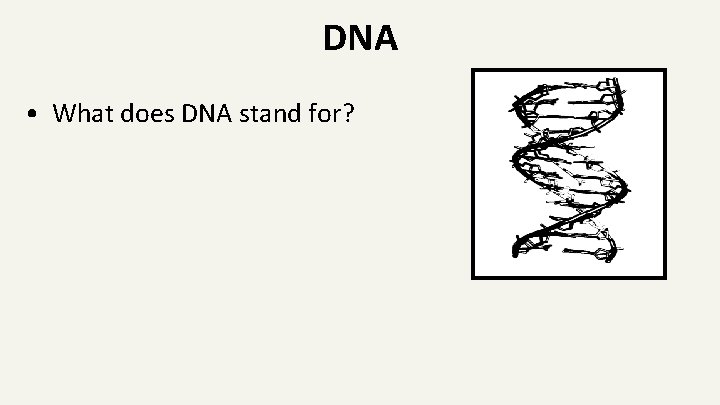 DNA • What does DNA stand for? 