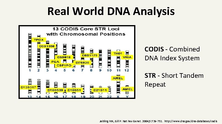 Real World DNA Analysis CODIS - Combined DNA Index System STR - Short Tandem