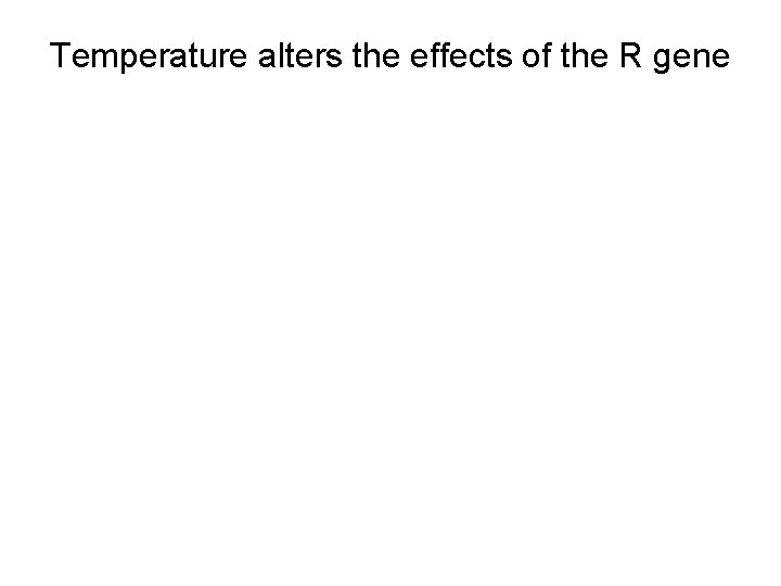 Temperature alters the effects of the R gene 