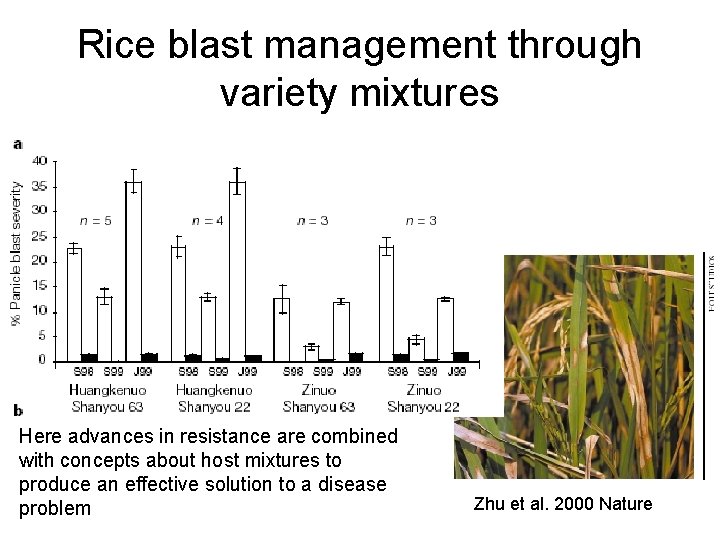 Rice blast management through variety mixtures Here advances in resistance are combined with concepts