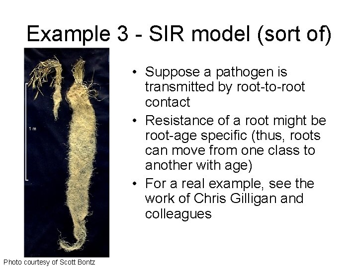 Example 3 - SIR model (sort of) • Suppose a pathogen is transmitted by