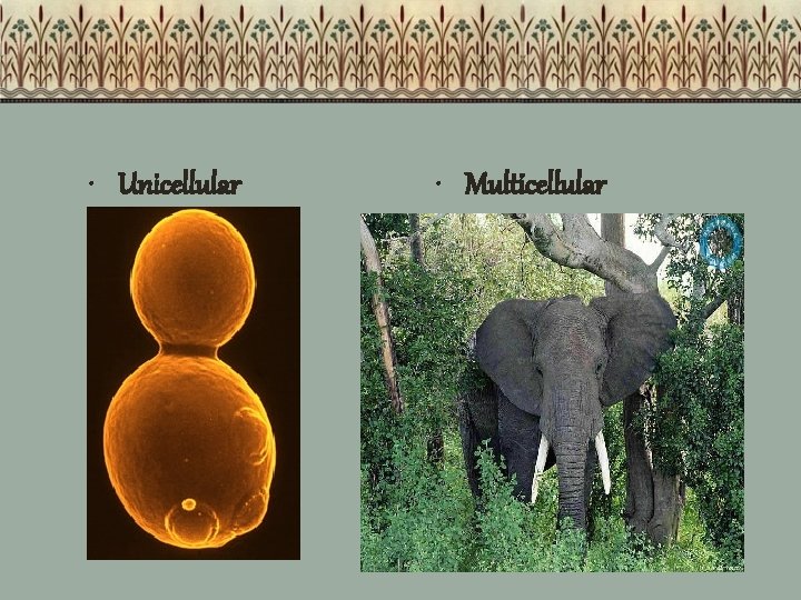  • Unicellular • Multicellular 