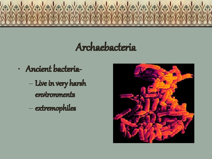 Archaebacteria • Ancient bacteria– Live in very harsh environments – extremophiles 