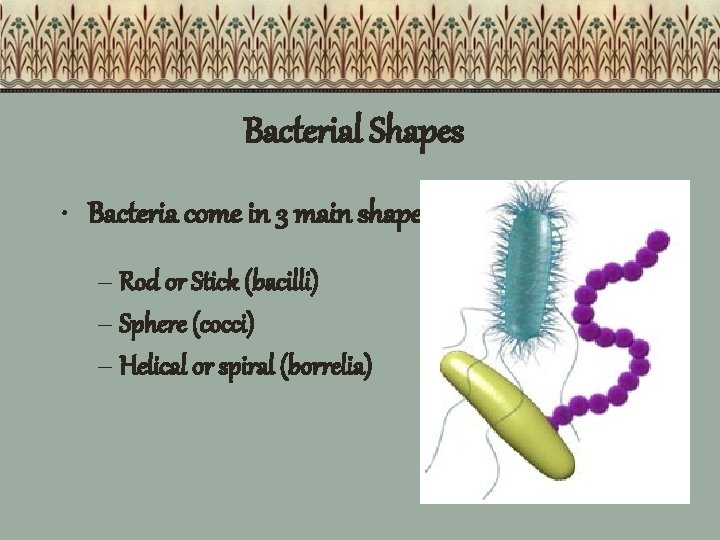 Bacterial Shapes • Bacteria come in 3 main shapes – Rod or Stick (bacilli)