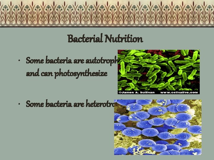 Bacterial Nutrition • Some bacteria are autotrophs and can photosynthesize • Some bacteria are