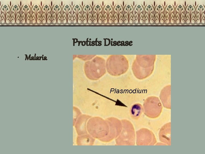 Protists Disease • Malaria Plasmodium 