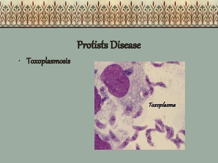 Protists Disease • Toxoplasmosis Toxoplasma 