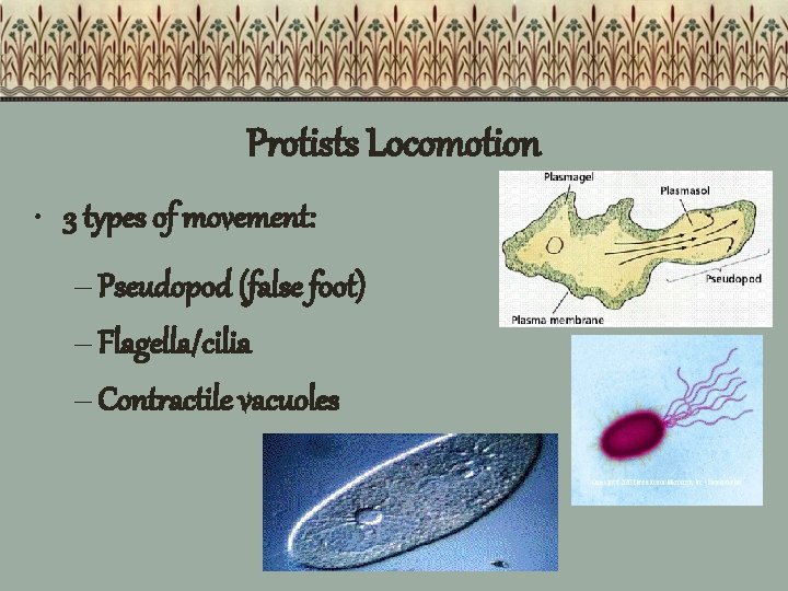 Protists Locomotion • 3 types of movement: – Pseudopod (false foot) – Flagella/cilia –