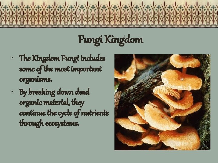 Fungi Kingdom • The Kingdom Fungi includes some of the most important organisms. •