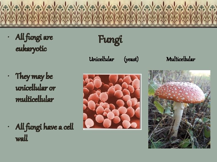  • All fungi are eukaryotic Fungi Unicellular (yeast) • They may be unicellular