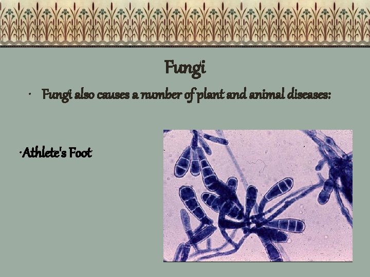 Fungi • Fungi also causes a number of plant and animal diseases: • Athlete's