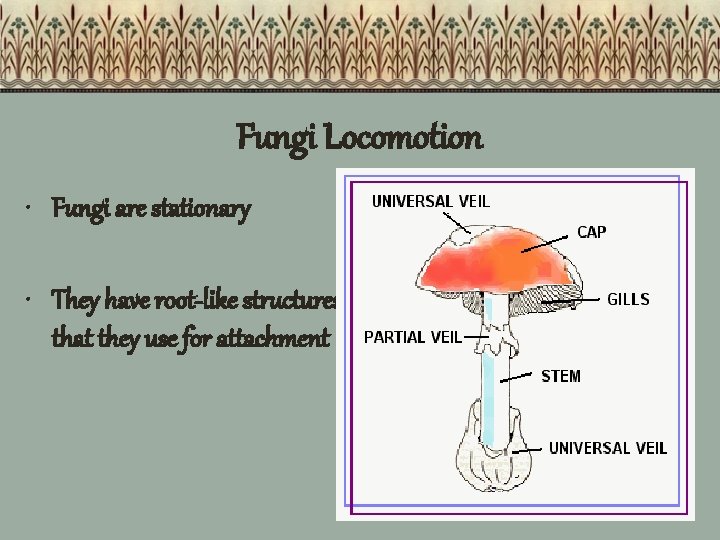 Fungi Locomotion • Fungi are stationary • They have root-like structures that they use