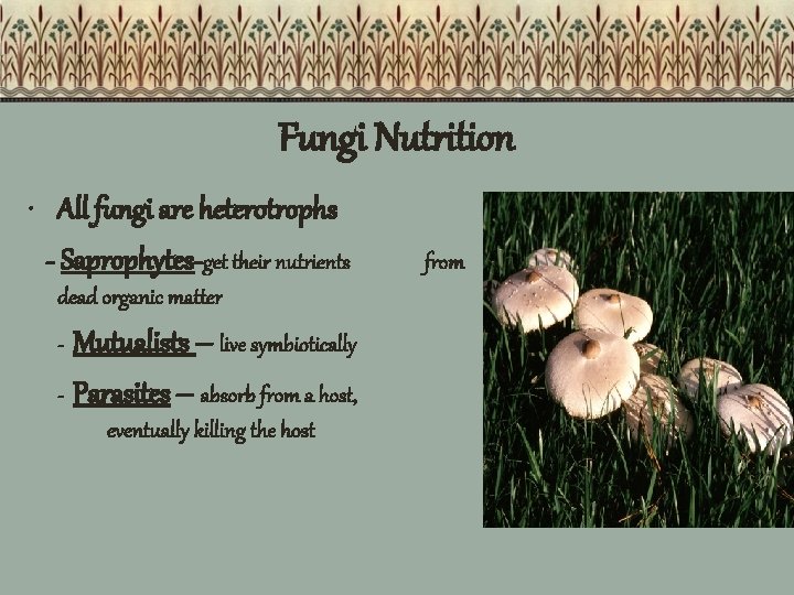 Fungi Nutrition • All fungi are heterotrophs - Saprophytes-get their nutrients dead organic matter