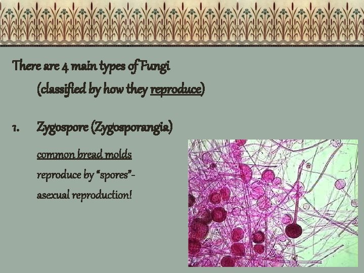 There are 4 main types of Fungi (classified by how they reproduce) 1. Zygospore