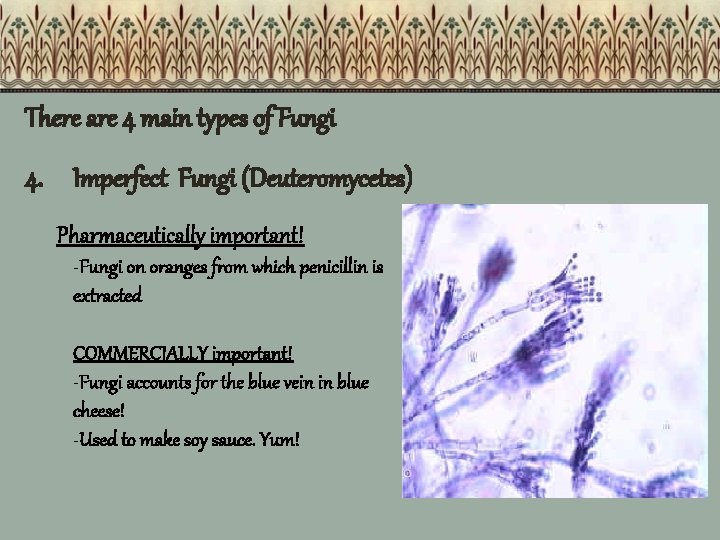 There are 4 main types of Fungi 4. Imperfect Fungi (Deuteromycetes) Pharmaceutically important! -Fungi