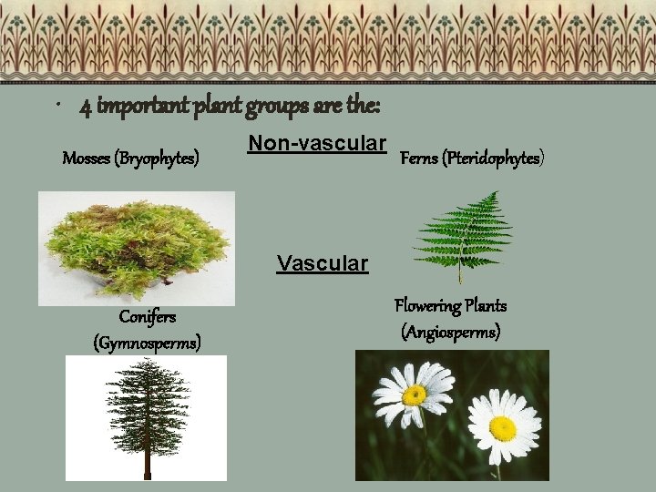  • 4 important plant groups are the: Mosses (Bryophytes) Non-vascular Ferns (Pteridophytes) Vascular