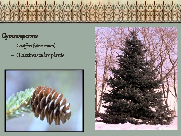 Gymnosperms – Conifers (pine cones) – Oldest vascular plants 