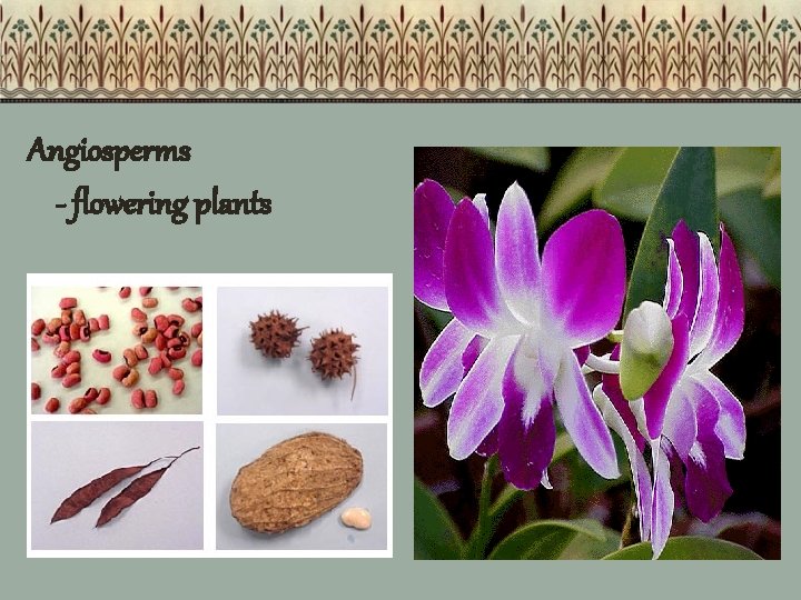 Angiosperms - flowering plants 