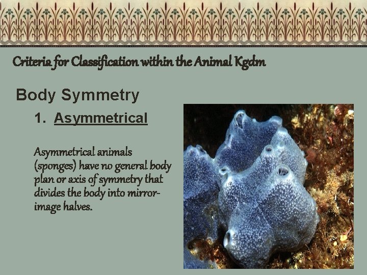 Criteria for Classification within the Animal Kgdm Body Symmetry 1. Asymmetrical animals (sponges) have