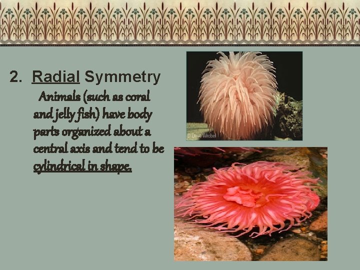 2. Radial Symmetry Animals (such as coral and jelly fish) have body parts organized