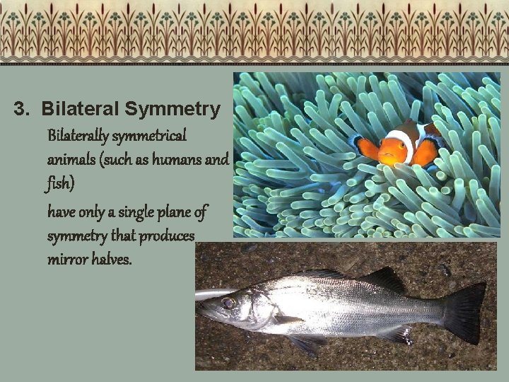 3. Bilateral Symmetry Bilaterally symmetrical animals (such as humans and fish) have only a