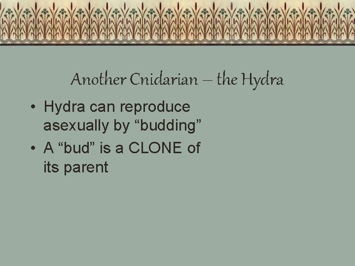 Another Cnidarian – the Hydra • Hydra can reproduce asexually by “budding” • A