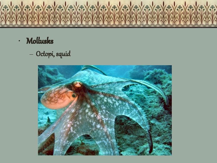  • Mollusks – Octopi, squid 