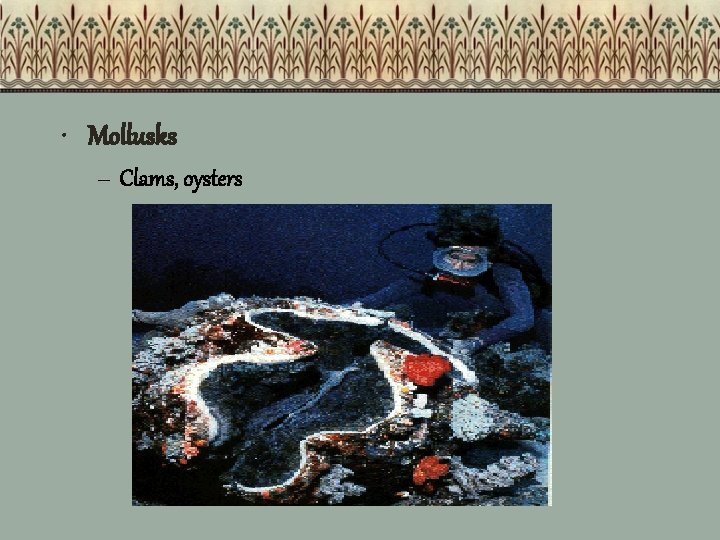  • Mollusks – Clams, oysters 