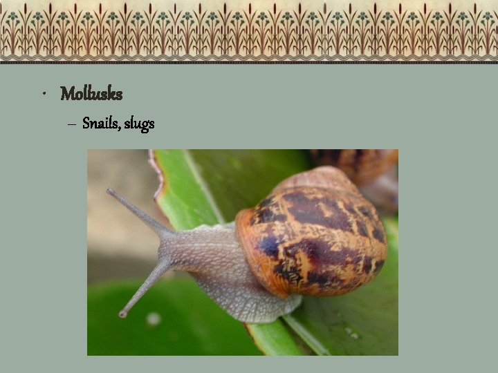  • Mollusks – Snails, slugs 