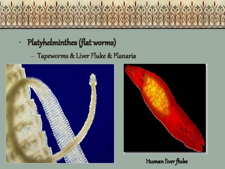  • Platyhelminthes (flat worms) – Tapeworms & Liver Fluke & Planaria Human liver