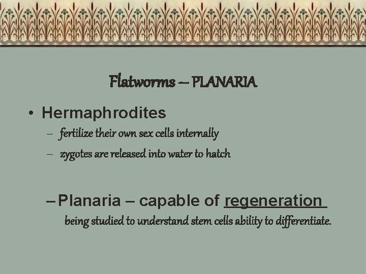 Flatworms – PLANARIA • Hermaphrodites – fertilize their own sex cells internally – zygotes