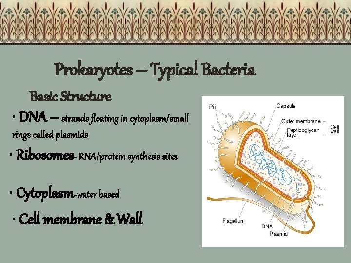 Prokaryotes – Typical Bacteria Basic Structure • DNA – strands floating in cytoplasm/small rings