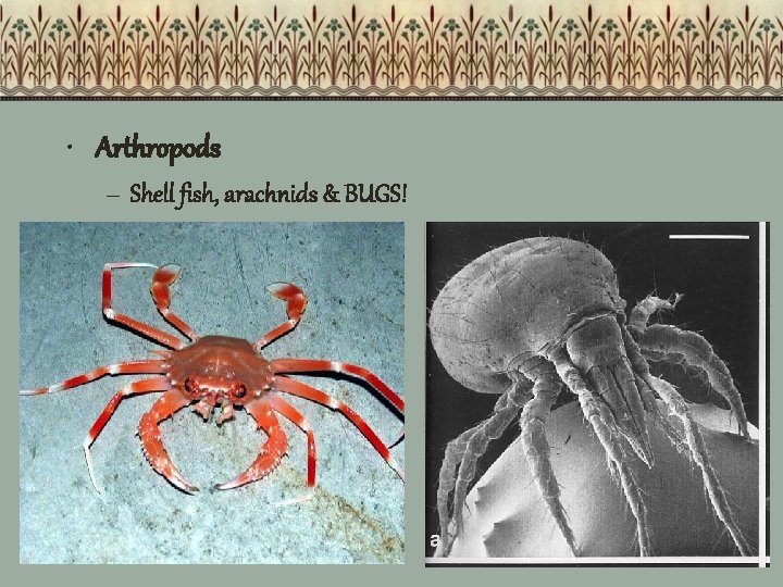  • Arthropods – Shell fish, arachnids & BUGS! 