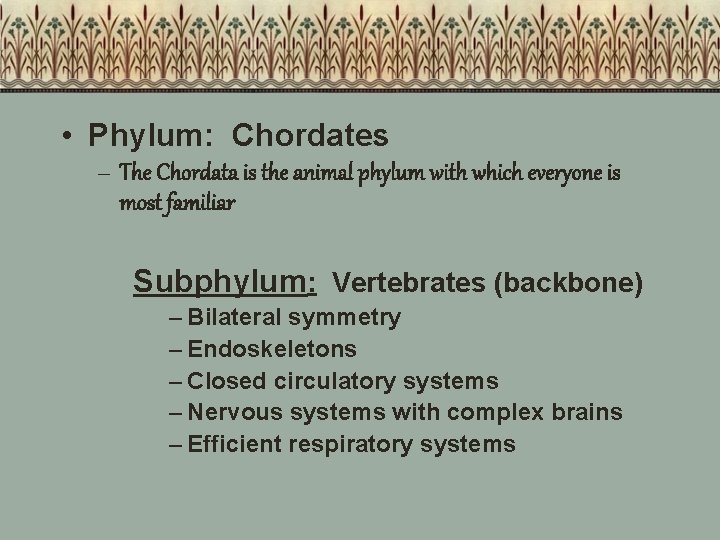  • Phylum: Chordates – The Chordata is the animal phylum with which everyone