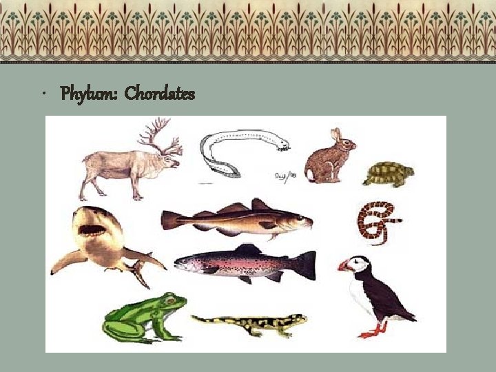  • Phylum: Chordates 