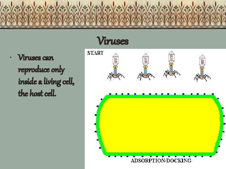 Viruses • Viruses can reproduce only inside a living cell, the host cell. 