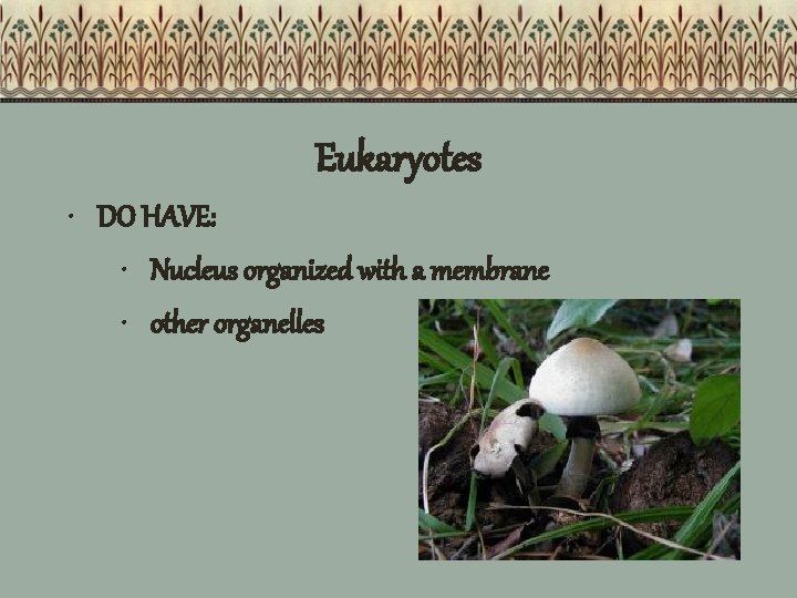 Eukaryotes • DO HAVE: • Nucleus organized with a membrane • other organelles 