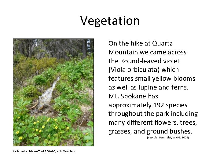 Vegetation On the hike at Quartz Mountain we came across the Round-leaved violet (Viola