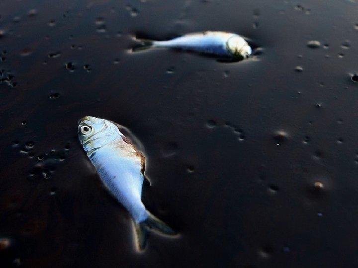 Likvidace škod Deepwater Horizon �Zasažené byly pobřežní mokřady státu Louisiana, ostrovy Alabama a Mississipi,