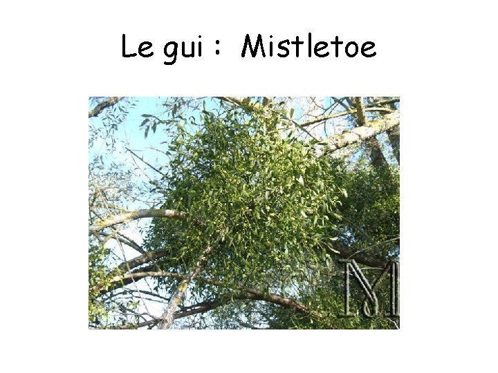 Le gui : Mistletoe Le gui : Mistletoe