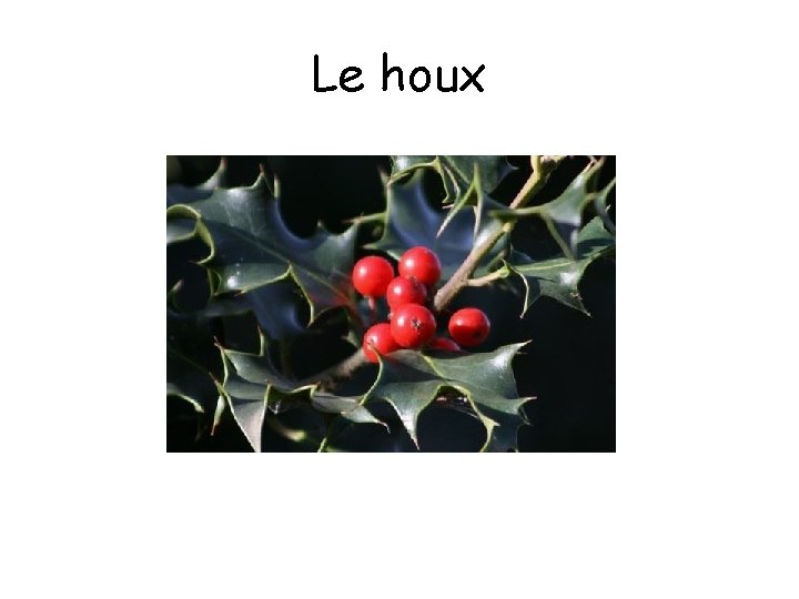 Le houx Le houx