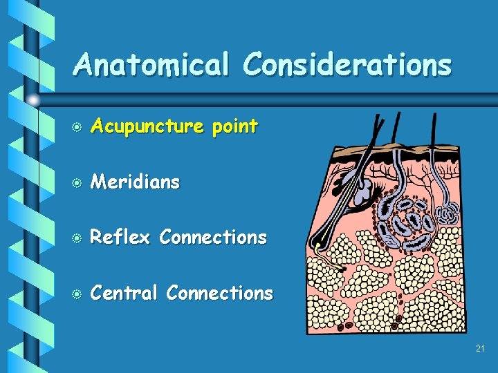 Anatomical Considerations b Acupuncture point b Meridians b Reflex Connections b Central Connections 21