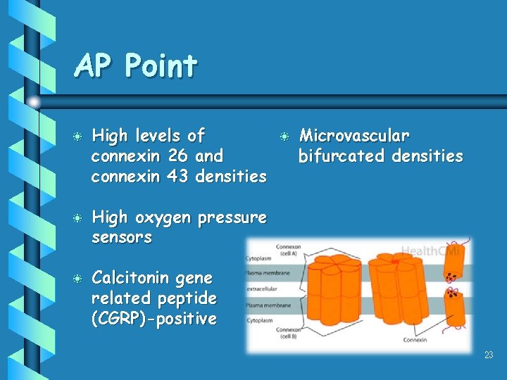 AP Point b b b High levels of connexin 26 and connexin 43 densities