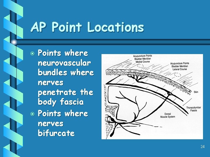 AP Point Locations b b Points where neurovascular bundles where nerves penetrate the body