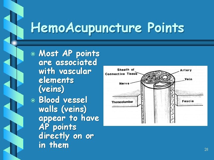 Hemo. Acupuncture Points b b Most AP points are associated with vascular elements (veins)